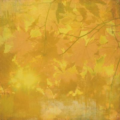 BasicGrey - Indian Summer - Maize 12x12 paper (pack of 10)